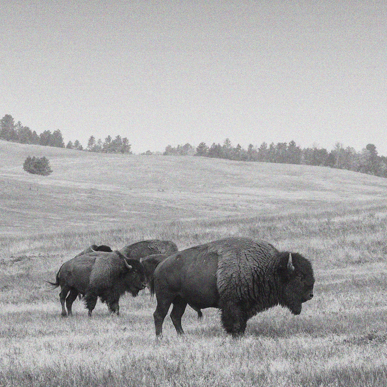 Ranger Bison Jerky